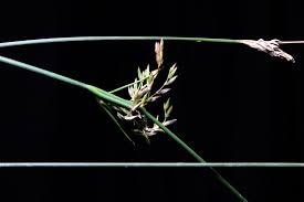Image result for Juncus dregeanus