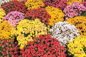 Check spelling or type a new query. 25 Best Full Sun Perennials Plants Flowers For Sunny Gardens