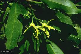 Image result for isolona