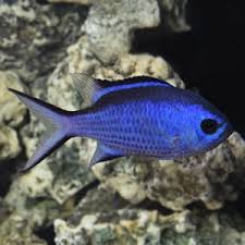 We had to stop in at this amazing fish store inland aquatics located in terre haute, indiana. Saltwater Fish For Sale Online Salt Water Fish Shop Marine Fish For Sale