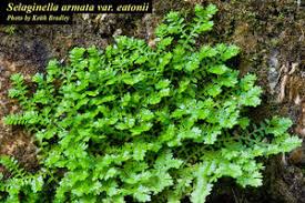 Image result for Selaginella afrorum