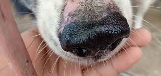 What To Do If Your Dog Has Dry Nose Dry Dog Nose Dry Nose Dry Paws