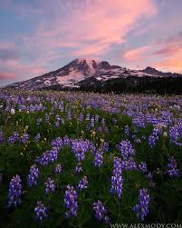 Tahoma Mazama Ridge Mt Rainier National Park Washington Usa Rainier National Park National Parks National Park Photos