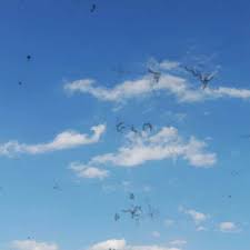 gozde siyah nokta gozde isik cakmasi prof dr yuksel totan