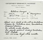 Image result for Rhinacanthus zambesiacus