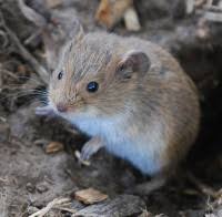 Hantavirose infektion mit hantavirus einem virus aus der familie der bunyaviridae. Lw Heute De Kontakt Mit Mausekot Gefahrlich Hantavirus Hanta Virus