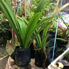 Tak kisah la bunga ros ke, bunga lily ke dalam video ini saya merakam permandangan pokok pokok bunga dan keladi viral di sekitar rumah saya. Pokok Bunga Bakung Home Furniture Gardening On Carousell