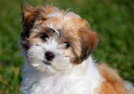 Teddy Bear Dog Shichon Puppies Teddy Bear Dog Bear Dog Breed