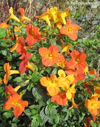 Image result for Streptosolen