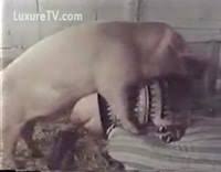 Seule et en manque, elle se déchaine sur la queue de ce cleb veinard 79671. Cochon Video Porno Extreme Plus Vues Luxuretv