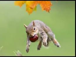 No matter how good a squirrel can jump, it will fall eventually. Sepandai Tupai Melompat Apiang Sausun Hq Audio With Lirik Youtube
