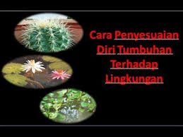 Cara Penyesuaian Diri Tumbuhan Terhadap Lingkungan Youtube