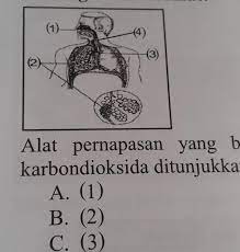 Dan atau eliminasi karbondioksida pada membrane alveolar kapiler (heardman,2012). 10 Amati Gambar Berikut Alat Pernapasan Yang Berfungsi Sebagai Tempat Pertukaran Gas Oksigen Brainly Co Id