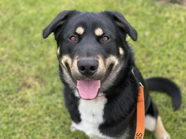 Eddie - Large Male Rottweiler x Husky x Labrador Dog in VIC - PetRescue