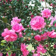 Camellia Sasanqua Rose Of Autumn Pink Garden Flowers Plants