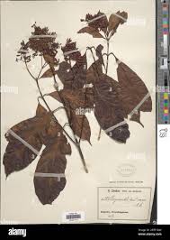 Image result for Corynanthe