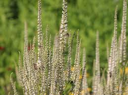 Veronicastrum sibericum red arrows is a fully hardy perennial which blooms between late june and early august. Kandelaberehrenpreis Diana Expertenwissen Zu Dieser Staude