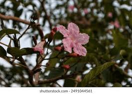 Image result for Stereospermum kunthianum