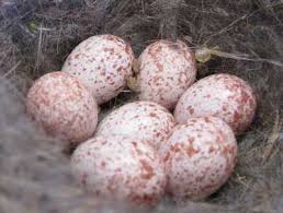 Bird Eggs With Brown Spots On Shell Cavity Nester Egg Identification And Comparison By Size House Wren Tufted Titmouse Black Capped Chickadee Bluebird House Sparro Eggs Nuthatch Bird Species