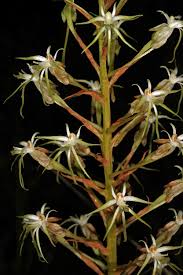 Image result for Habenaria nyikana