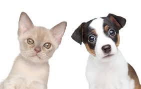 Cpv is highly contagious and is spread from dog to dog by direct or indirect contact with their feces. Lebenslanger Impfschutz Der Faktencheck Dr Tier Kleintierpraxis In Egmating
