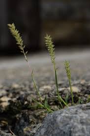 Image result for Tragus pedunculatus