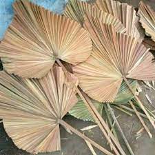 Diyproses pengeringan daun palem kering dekorasi dried palm. Daun Palem Kering Original Lebar 40cm P 90cm Shopee Indonesia
