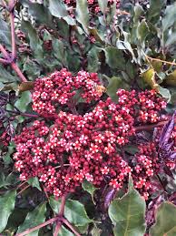 Image result for Leea