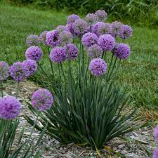 Allium Serendipity Ornamental Onion Flower Garden Plans Flower Landscape Allium Flowers