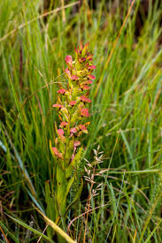 Image result for Disa brevicornis