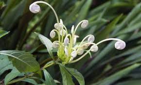 Image result for Clerodendrum incisum