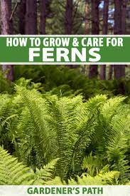 How To Grow And Care For Ferns Gardener S Path