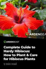 Guide To Hardy Hibiscus How To Plant Care For Hibiscus Plants Hardy Hibiscus Hibiscus Plant Hardy Hibiscus Plant