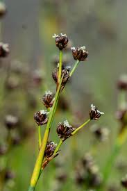 Image result for Suaeda merxmuelleri