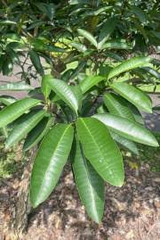 Image result for Voacanga thouarsii