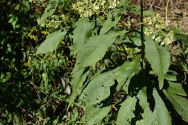 Image result for Blumea