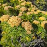 Image result for Phymaspermum