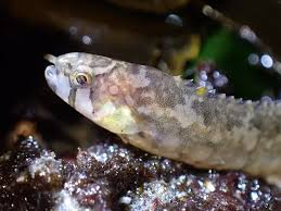 Image result for Daknopholis