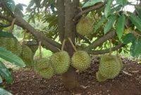 Durian musang king ciri ciri cara menanam dan harganya. Ciri Ciri Pohon Durian Musang King Tanipedia Co Id