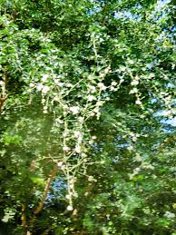 Image result for Pithecellobium dulce