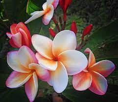 Check out our smell plumeria selection for the very best in unique or custom, handmade pieces from our shops. Pin On Travel