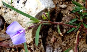 Image result for Afrohybanthus enneaspermus