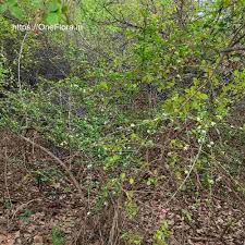 Image result for Catunaregam stenocarpa