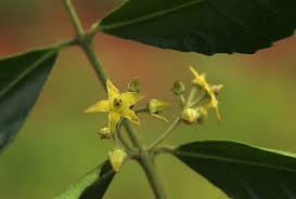 Image result for Hippocratea crenata