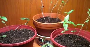 Yes, you can grow a plant with them, but it's not the best idea. Can You Use A Regular Lamp To Grow Marijuana Potprof