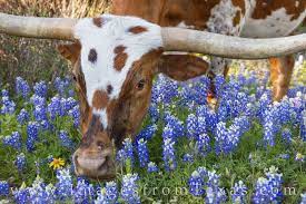 Texas Bluebonnets Images And Prints Images From Texas In 2021 Blue Bonnets Texas Bluebonnets Longhorn