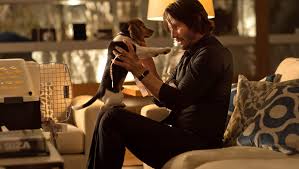 John Wick' beagle is 'cutest dog in the world'