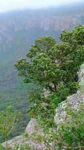 Image result for Nuxia oppositifolia