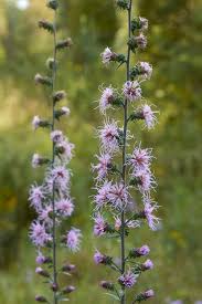 Image result for Xyris fugaciflora
