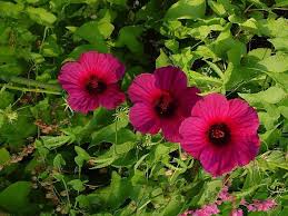 Image result for Hibiscus cannabinus